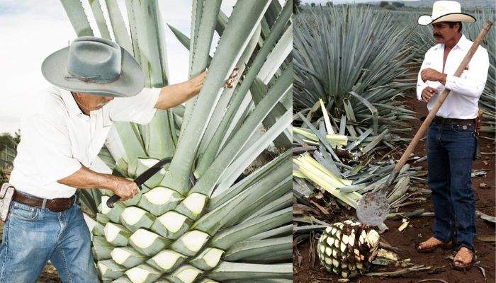 Image: Mezcal Farming